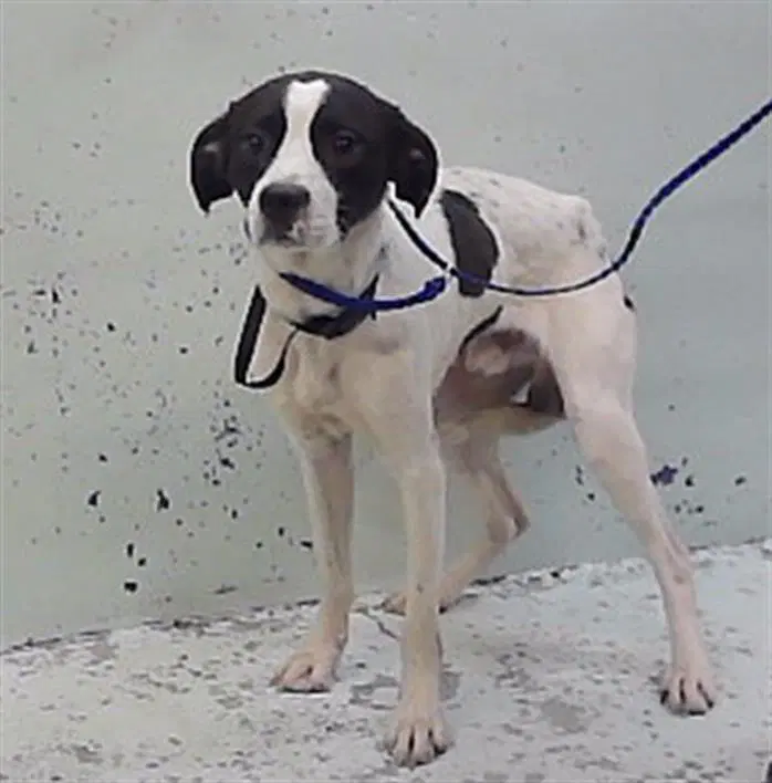 Unknown - Staffordshire Bull Terrier