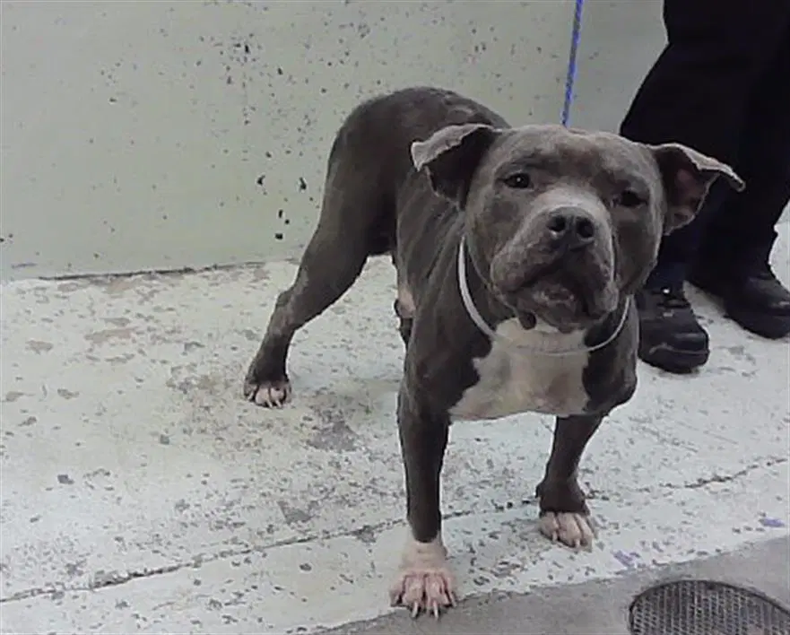 Unknown - Staffordshire Bull Terrier