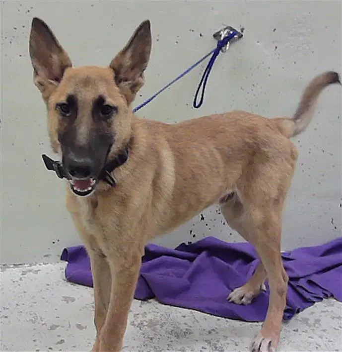 Unknown - German Shepherd Dog