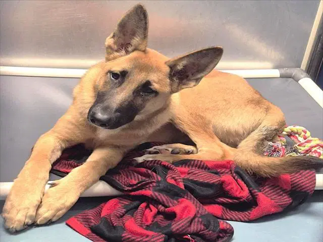 Unknown - German Shepherd Dog