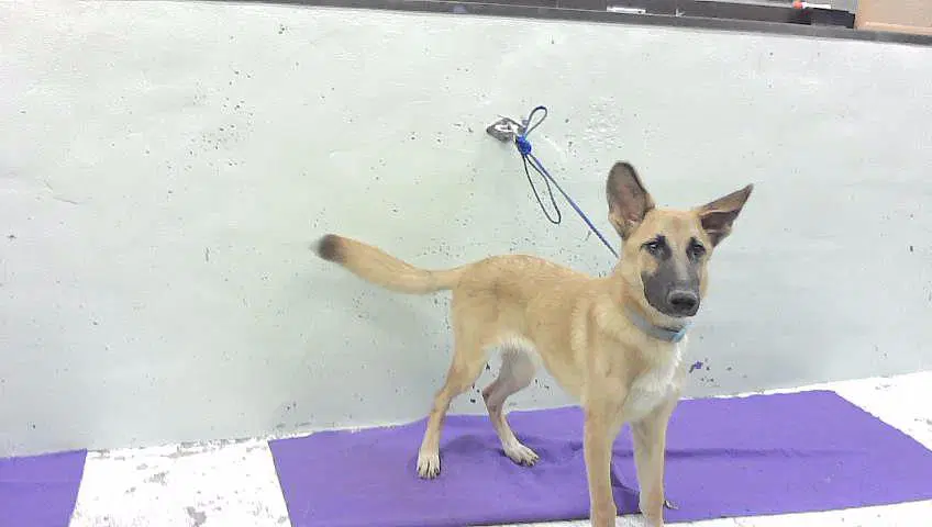 Unknown - German Shepherd Dog