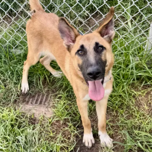 Unknown - German Shepherd Dog