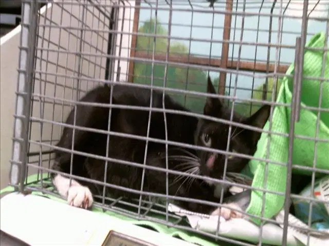 Unknown - Domestic Short Hair