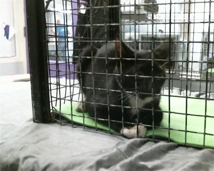 Unknown - Domestic Short Hair