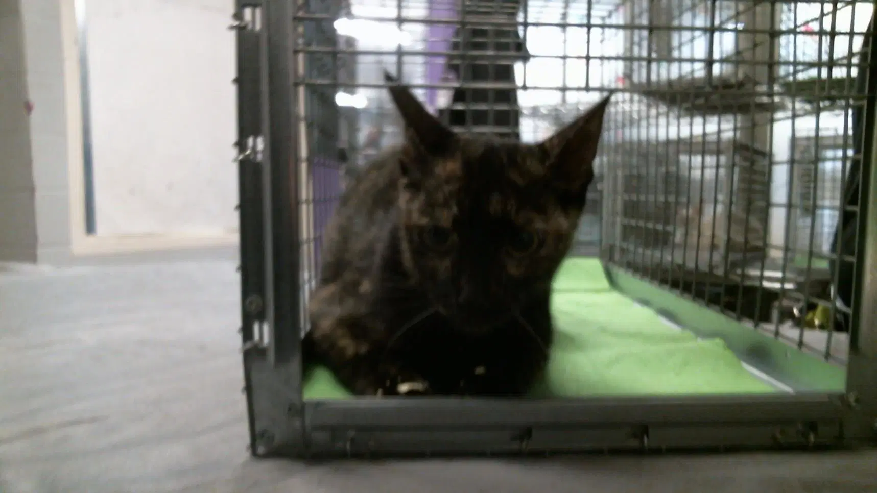 Bella Torn - Domestic Short Hair