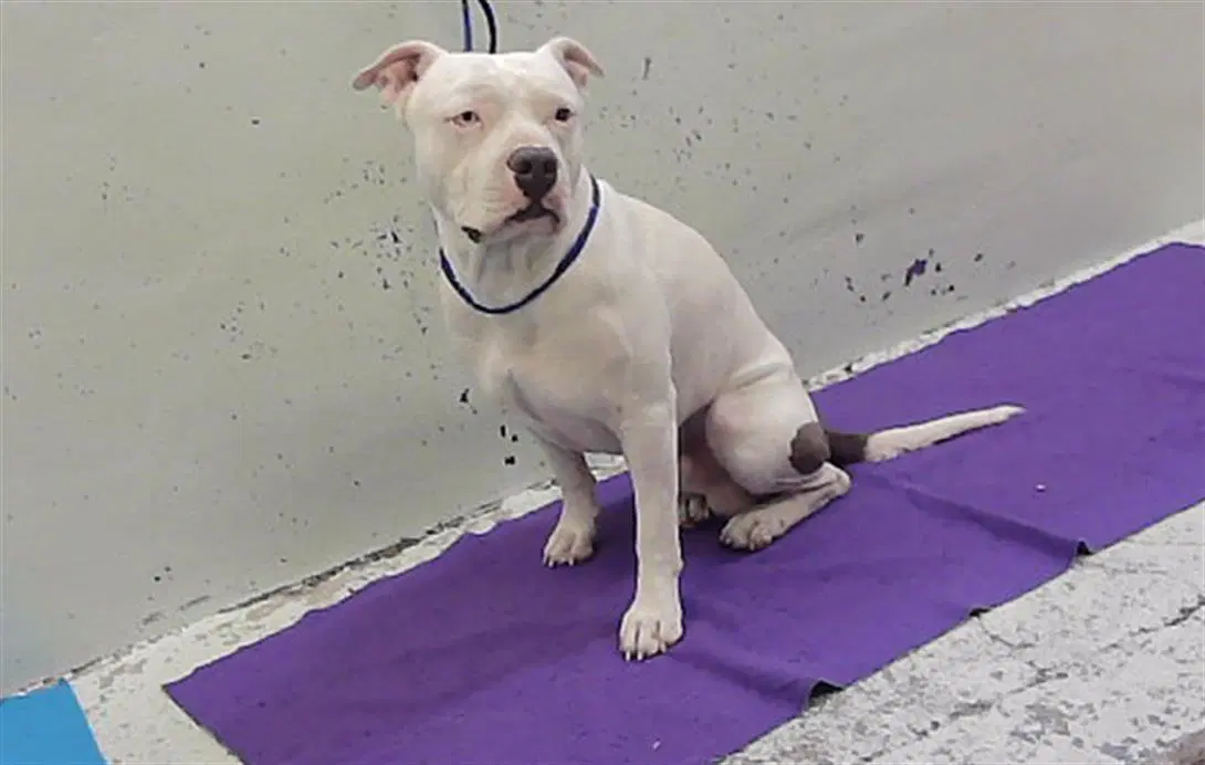 Scud - Staffordshire Bull Terrier