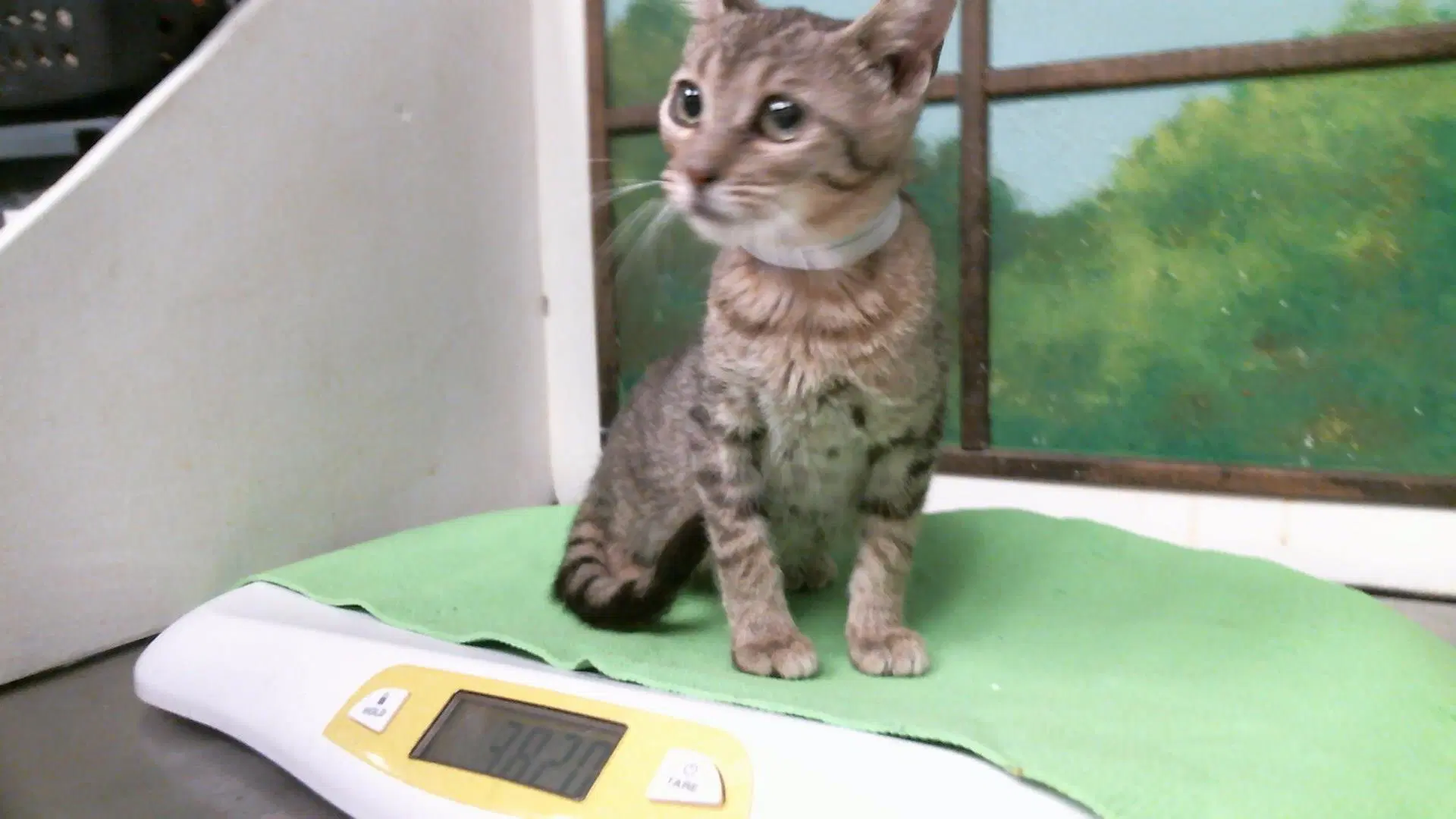 Unknown - Domestic Short Hair
