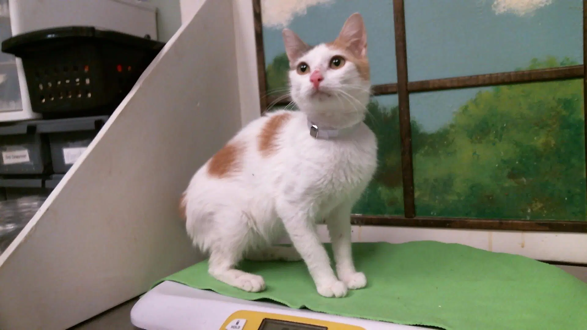 Unknown - Domestic Short Hair