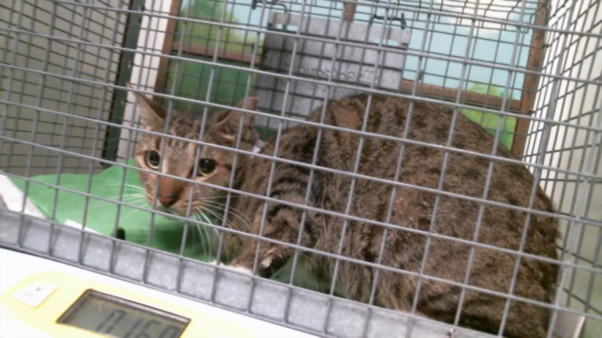 Unknown - Domestic Short Hair