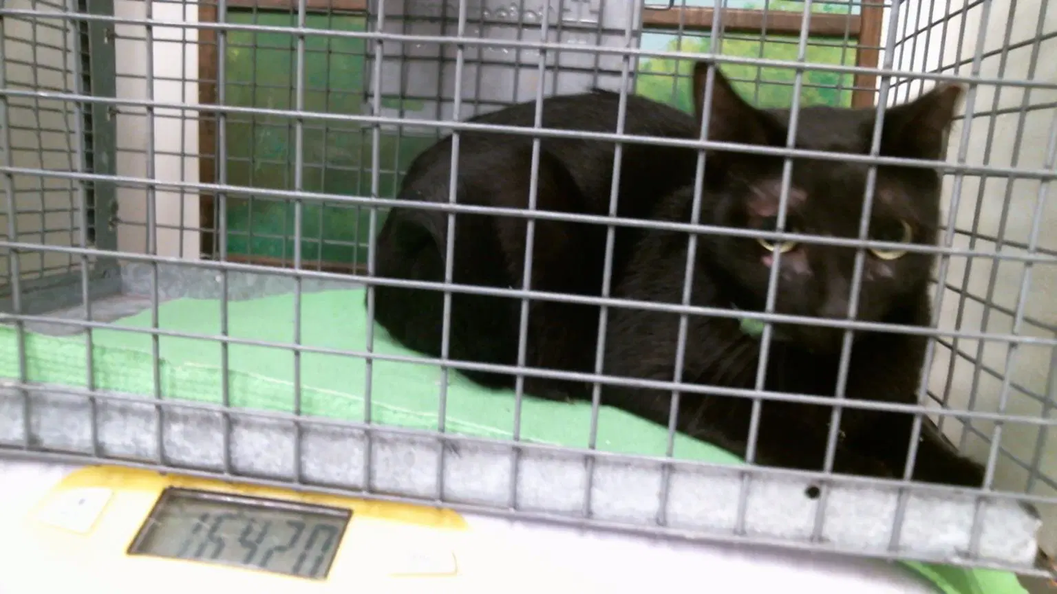 Unknown - Domestic Short Hair