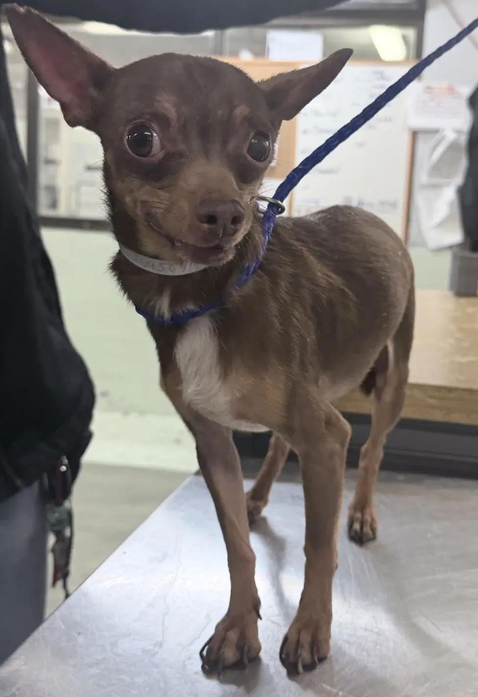 Scrappy - Chihuahua
