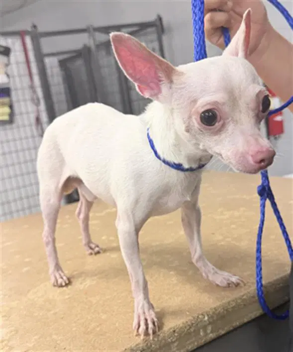 Pinky - Chihuahua