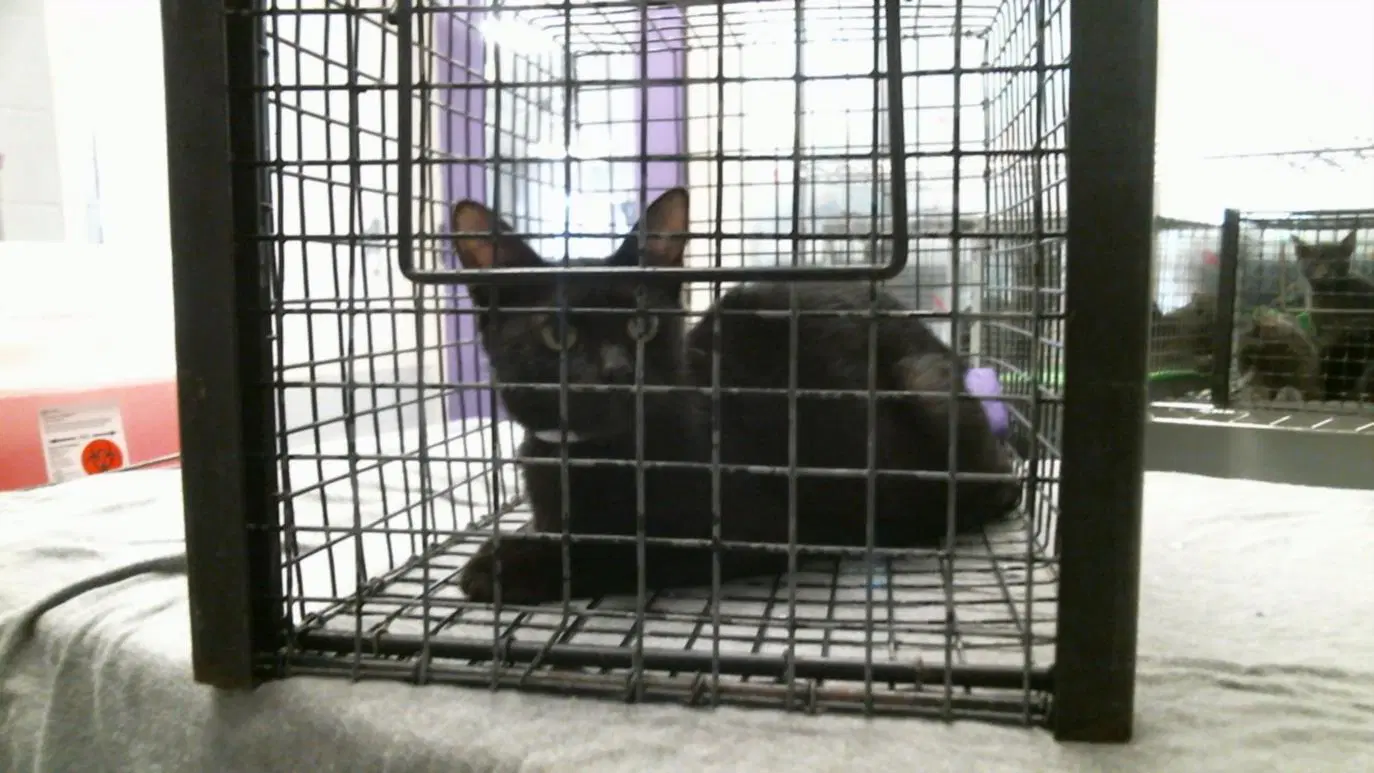 Midnight Rose - Domestic Short Hair