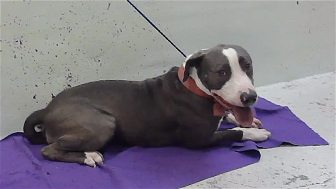 Canelo - Staffordshire Bull Terrier
