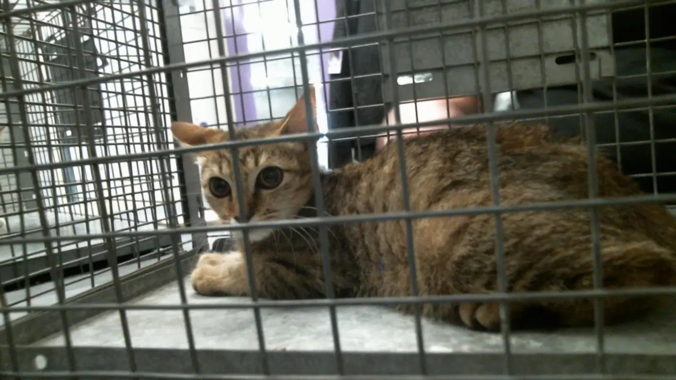 Unknown - Domestic Short Hair