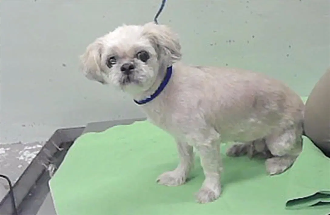 Coco - Shih Tzu