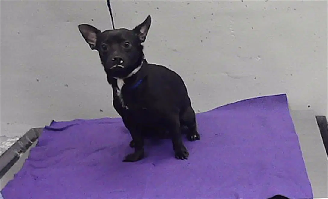 Unknown - Dachshund