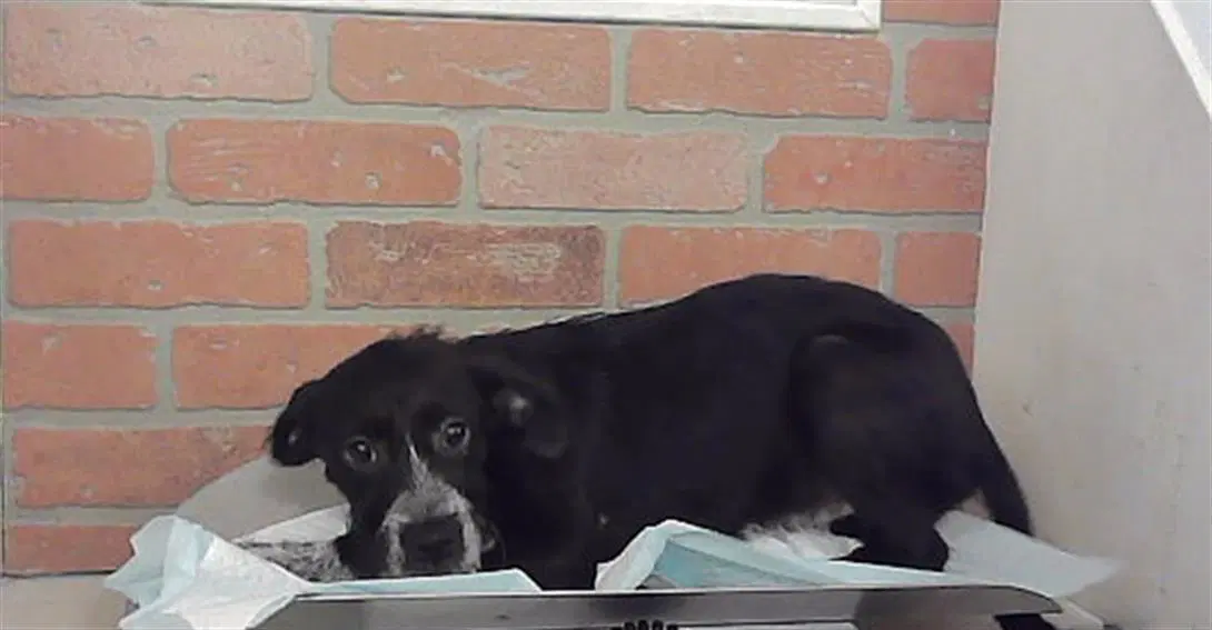 Unknown - Labrador Retriever