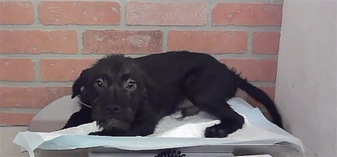 Unknown - Labrador Retriever