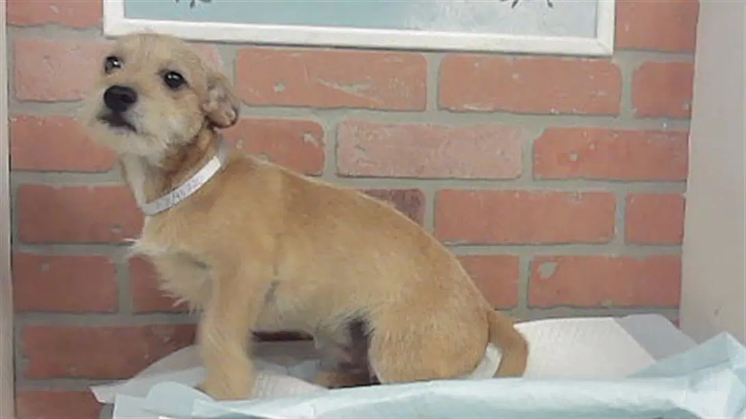 Unknown - Chihuahua