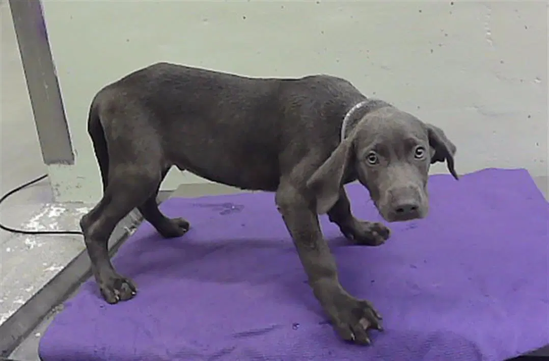 Unknown - Doberman Pinscher