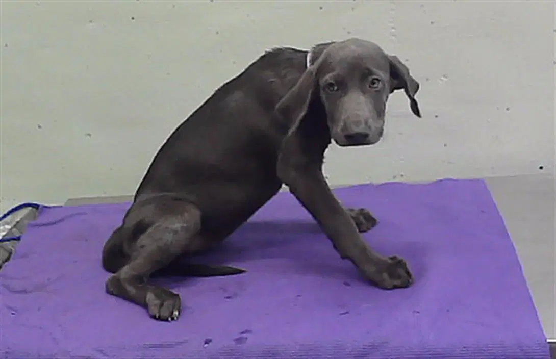 Unknown - Doberman Pinscher