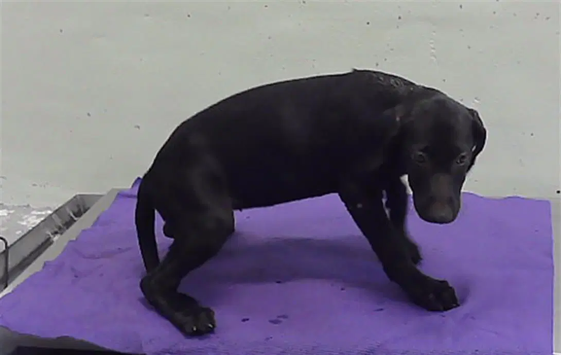 Unknown - Doberman Pinscher