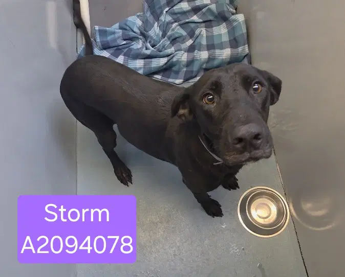 Storm - Labrador Retriever