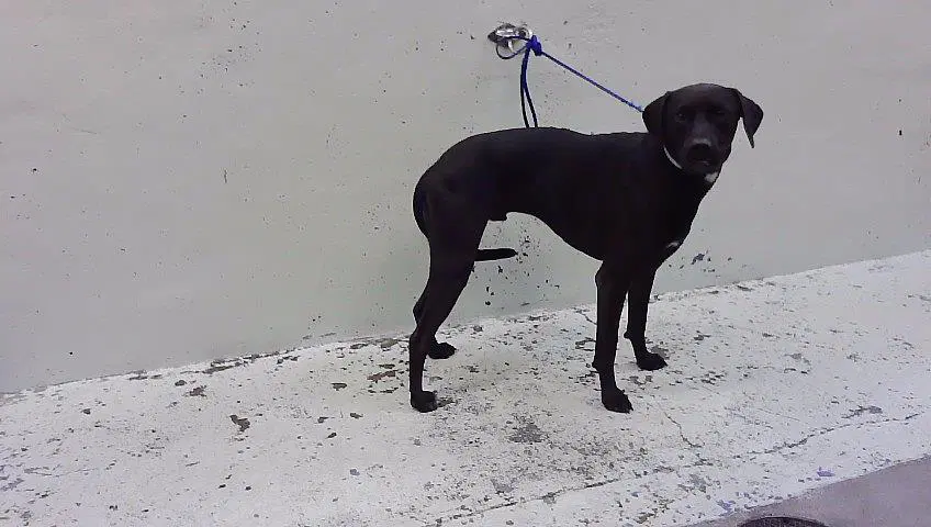 Bisquit - Labrador Retriever