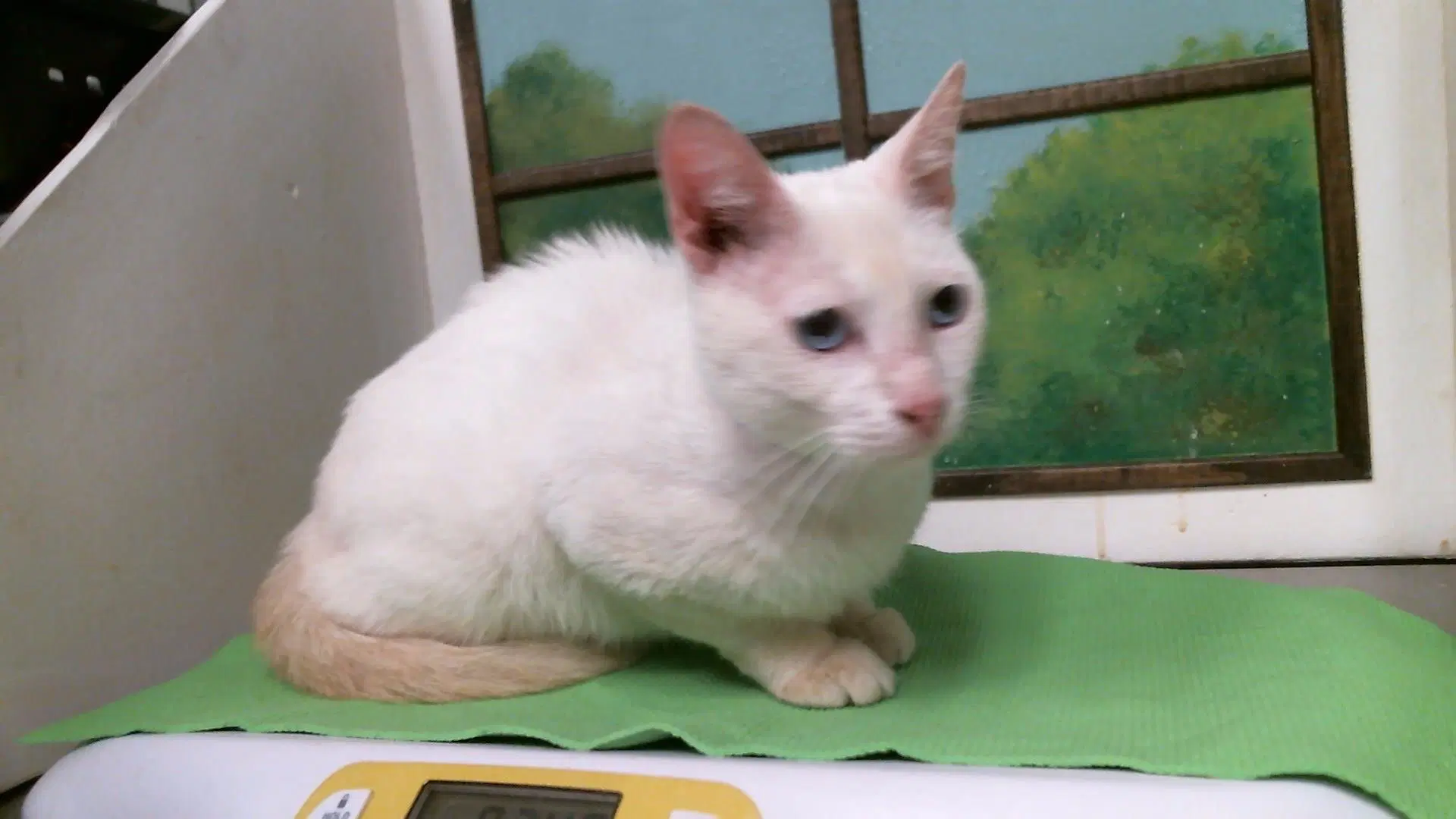Flame - Siamese