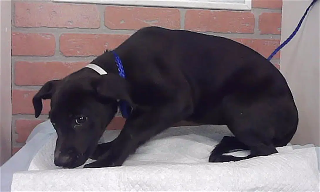 Unknown - Staffordshire Bull Terrier