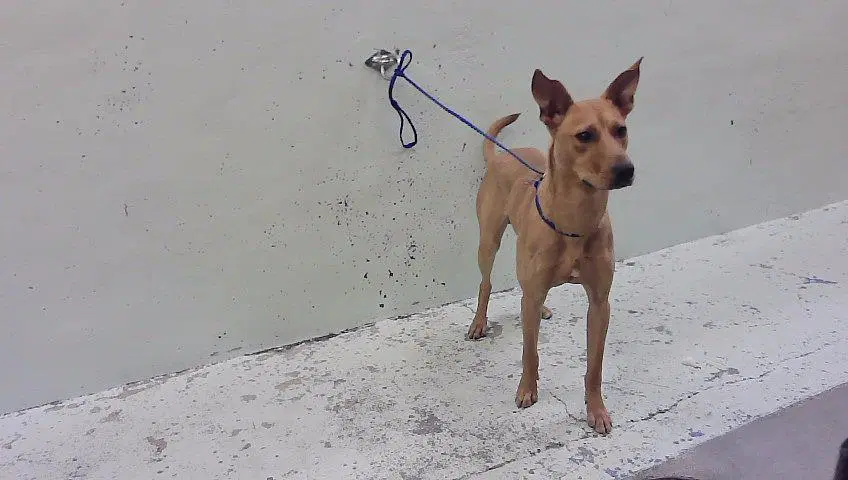 Scooby image 1