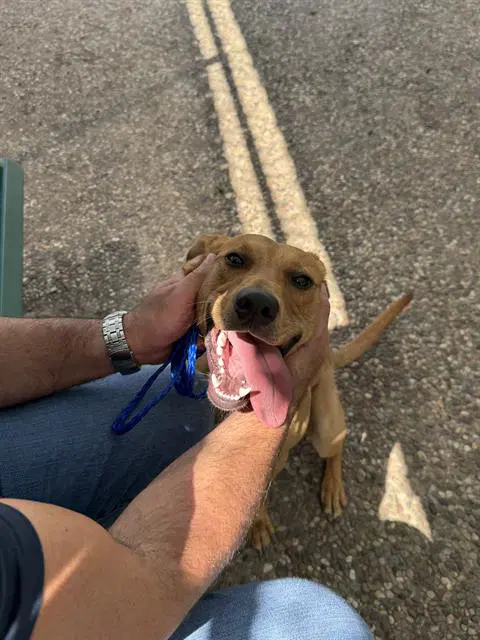 Scooby - Labrador Retriever