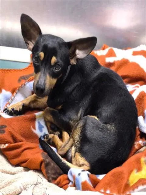Firulais - Chihuahua
