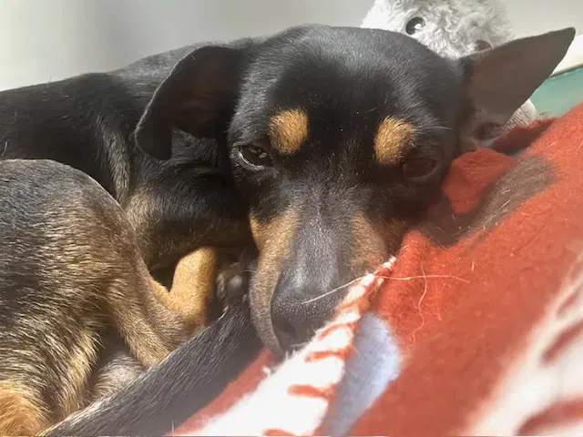 Firulais - Chihuahua