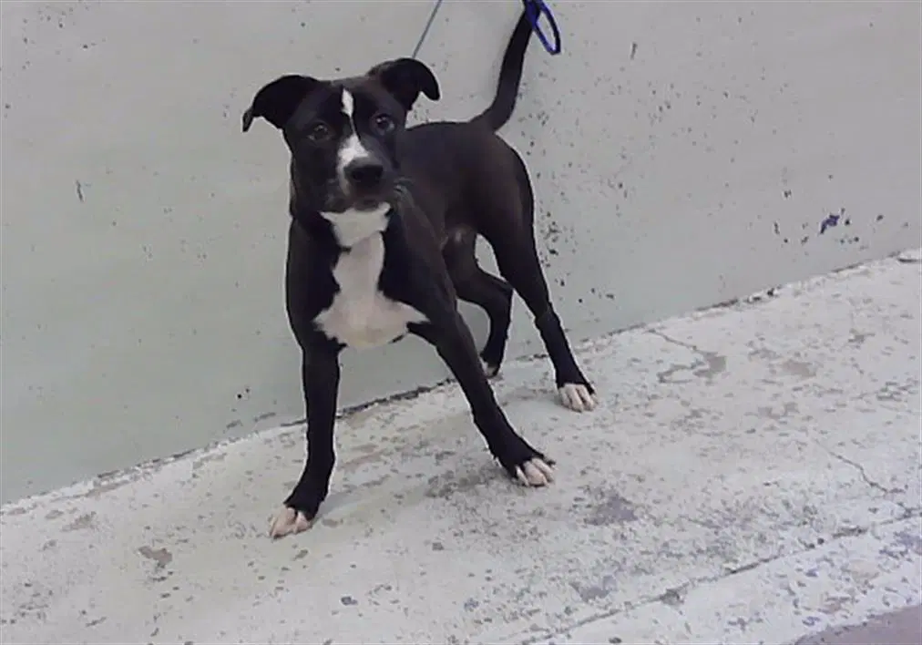 Link - Staffordshire Bull Terrier