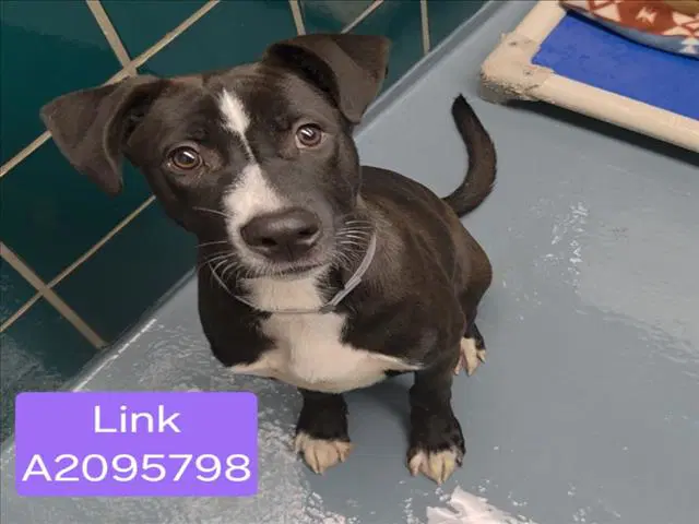 Link - Staffordshire Bull Terrier