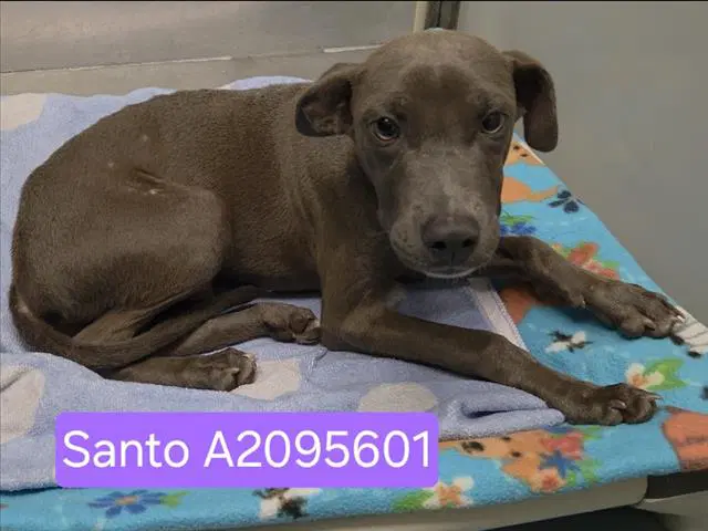 Santo - Staffordshire Bull Terrier