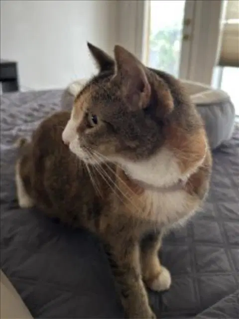 Estrella - Domestic Short Hair
