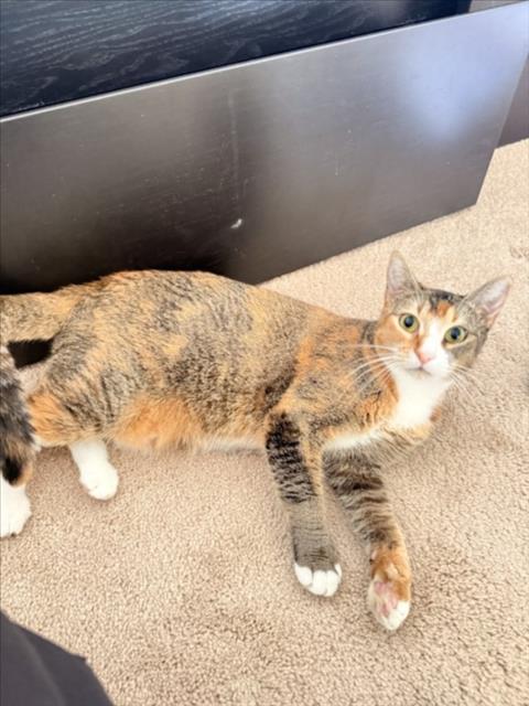ESTRELLA, a cat for adoption from City of Houston, Bureau of Animal Regulation and Care