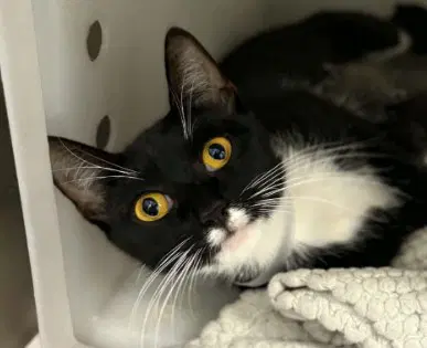 Unknown - Domestic Short Hair