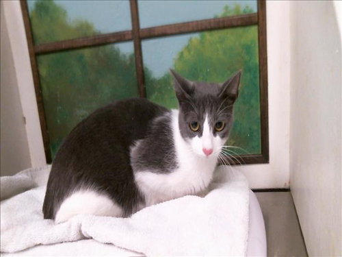 MICHI, a cat for adoption from City of Houston, Bureau of Animal Regulation and Care