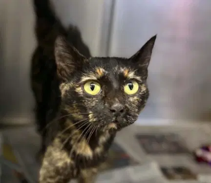 Unknown - Domestic Short Hair