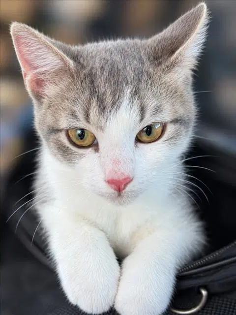 Fang - Domestic Short Hair