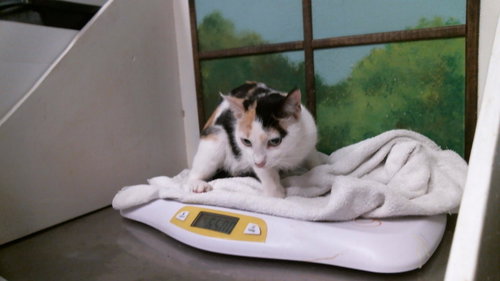 MORTICIA, a cat for adoption from City of Houston, Bureau of Animal Regulation and Care