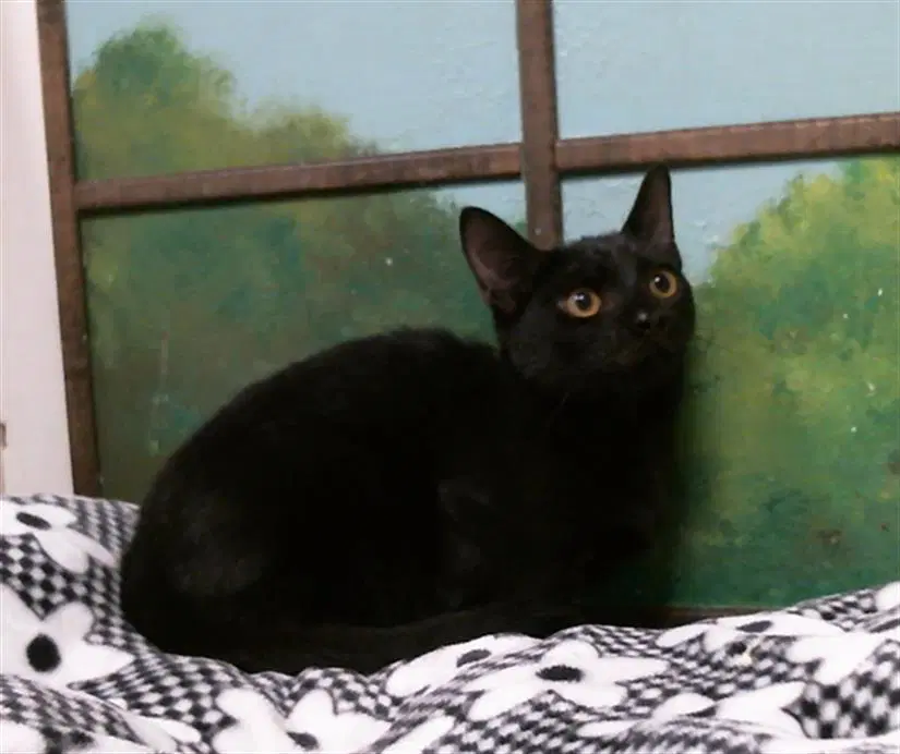 Unknown - Domestic Short Hair