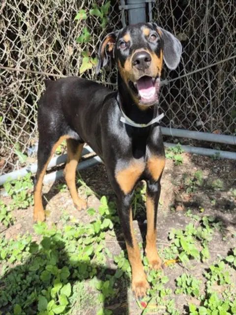 Unknown - Doberman Pinscher