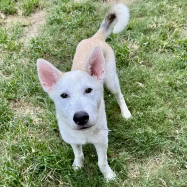 Unknown - Husky