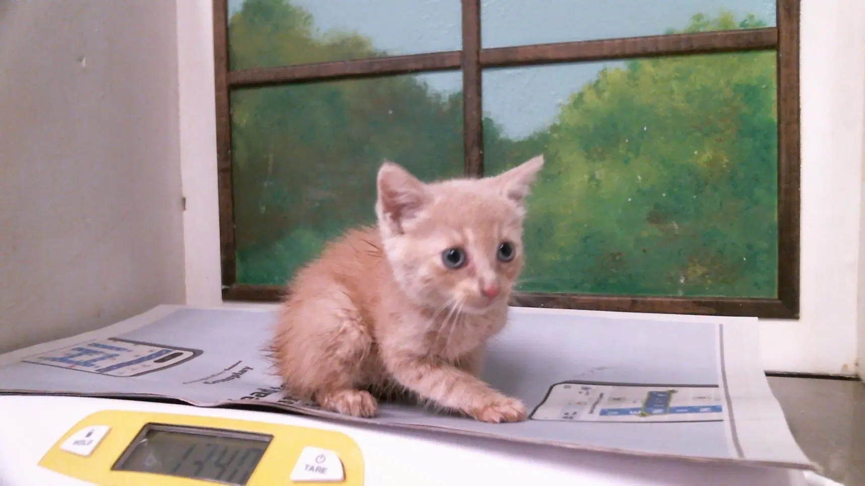 Unknown - Domestic Short Hair