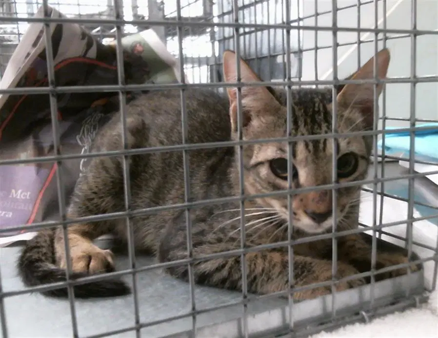 Unknown - Domestic Short Hair